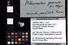 Foto (Objket + Etiketten) von Pithonoton sp. 